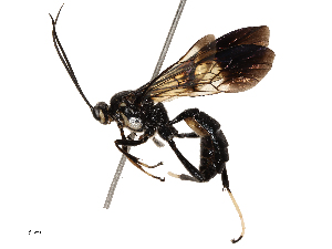  ( - CBG-B18752-E10)  @11 [ ] CreativeCommons - Attribution Share - Alike (2025) CBG Photography Group Centre for Biodiversity Genomics