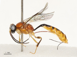  ( - CBG-B18755-B06)  @11 [ ] CreativeCommons - Attribution Share - Alike (2025) CBG Photography Group Centre for Biodiversity Genomics