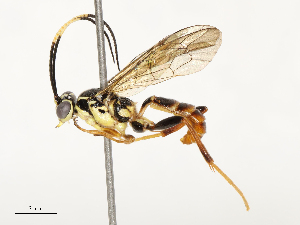  ( - CBG-B18755-B12)  @11 [ ] CreativeCommons - Attribution Share - Alike (2025) CBG Photography Group Centre for Biodiversity Genomics