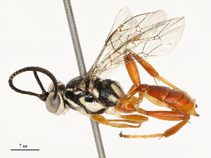  ( - CBG-B18755-C09)  @11 [ ] CreativeCommons - Attribution Share - Alike (2025) CBG Photography Group Centre for Biodiversity Genomics