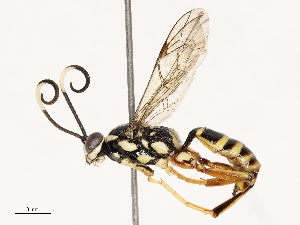  ( - CBG-B18758-G02)  @11 [ ] CreativeCommons - Attribution Share - Alike (2025) CBG Photography Group Centre for Biodiversity Genomics