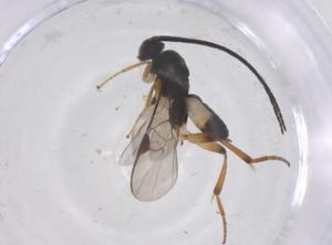  ( - CBG-B18975-B08)  @11 [ ] CreativeCommons - Attribution Share - Alike (2025) Centre for Biodiversity Genomics Centre for Biodiversity Genomics