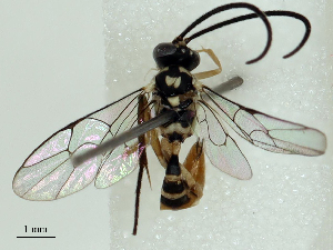  ( - CBG-B15171-E06)  @11 [ ] CreativeCommons - Attribution Share - Alike (2025) CBG Photography Group Centre for Biodiversity Genomics