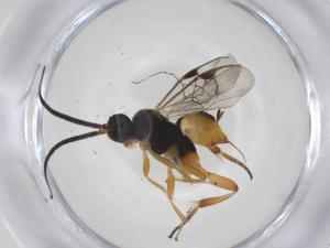  (Hypomicrogaster Malaise5376 - CBG-B16970-E09)  @11 [ ] CreativeCommons - Attribution Share - Alike (2025) Centre for Biodiversity Genomics Centre for Biodiversity Genomics
