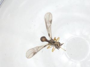  ( - CBG-B17029-H07)  @11 [ ] CreativeCommons - Attribution Share - Alike (2025) Centre for Biodiversity Genomics Centre for Biodiversity Genomics