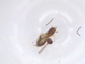  ( - CBG-B17065-D12)  @11 [ ] CreativeCommons - Attribution Share - Alike (2025) Centre for Biodiversity Genomics Centre for Biodiversity Genomics