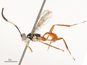  ( - CBG-B17178-D06)  @11 [ ] CreativeCommons - Attribution Share - Alike (2025) CBG Photography Group Centre for Biodiversity Genomics