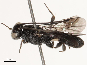  ( - CBG-B17179-A01)  @11 [ ] CreativeCommons - Attribution Share - Alike (2025) CBG Photography Group Centre for Biodiversity Genomics