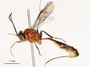  ( - CBG-B17179-A05)  @11 [ ] CreativeCommons - Attribution Share - Alike (2025) CBG Photography Group Centre for Biodiversity Genomics