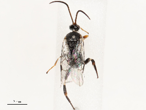  (Fornicia - CBG-B17179-B06)  @11 [ ] CreativeCommons - Attribution Share - Alike (2025) CBG Photography Group Centre for Biodiversity Genomics