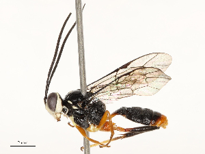  ( - CBG-B17179-F09)  @11 [ ] CreativeCommons - Attribution Share - Alike (2025) CBG Photography Group Centre for Biodiversity Genomics