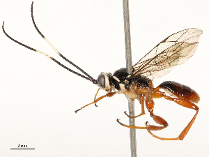  ( - CBG-B17179-F10)  @11 [ ] CreativeCommons - Attribution Share - Alike (2025) CBG Photography Group Centre for Biodiversity Genomics