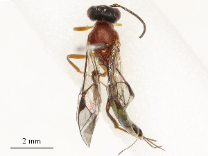  ( - CBG-B17179-G10)  @11 [ ] CreativeCommons - Attribution Share - Alike (2025) CBG Photography Group Centre for Biodiversity Genomics