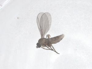  ( - CBG-B12819-C02)  @11 [ ] CreativeCommons - Attribution Share - Alike (2025) Centre for Biodiversity Genomics Centre for Biodiversity Genomics