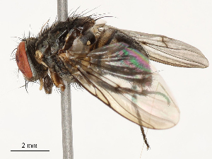  ( - CBG-B12981-C11)  @11 [ ] CreativeCommons - Attribution Share - Alike (2025) CBG Photography Group Centre for Biodiversity Genomics
