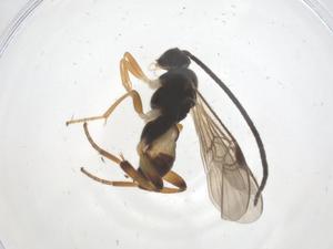  ( - CBG-B14641-C01)  @11 [ ] CreativeCommons - Attribution Share - Alike (2025) Centre for Biodiversity Genomics Centre for Biodiversity Genomics