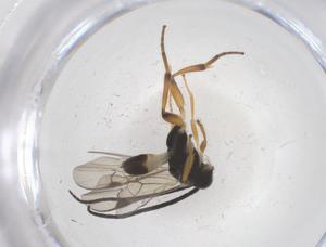  ( - CBG-B14680-G08)  @11 [ ] CreativeCommons - Attribution Share - Alike (2025) Centre for Biodiversity Genomics Centre for Biodiversity Genomics