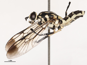  ( - CBG-B14789-A02)  @11 [ ] CreativeCommons - Attribution Share - Alike (2025) CBG Photography Group Centre for Biodiversity Genomics
