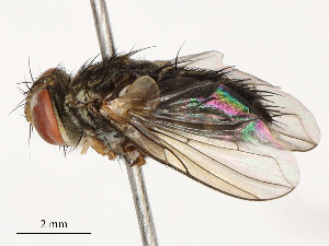  ( - CBG-B14791-A05)  @11 [ ] CreativeCommons - Attribution Share - Alike (2025) CBG Photography Group Centre for Biodiversity Genomics