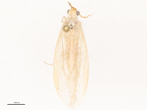  ( - CBG-B14792-F04)  @11 [ ] CreativeCommons - Attribution Share - Alike (2025) CBG Photography Group Centre for Biodiversity Genomics
