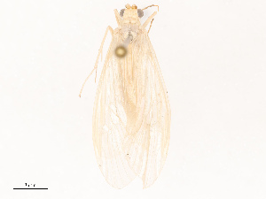  ( - CBG-B14792-F05)  @11 [ ] CreativeCommons - Attribution Share - Alike (2025) CBG Photography Group Centre for Biodiversity Genomics