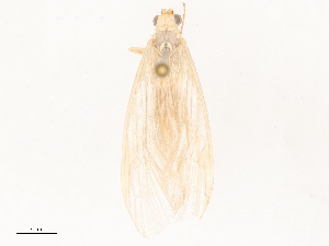  ( - CBG-B14792-F06)  @11 [ ] CreativeCommons - Attribution Share - Alike (2025) CBG Photography Group Centre for Biodiversity Genomics