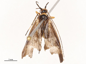  (Phylloicus elegans - CBG-B14792-F07)  @11 [ ] CreativeCommons - Attribution Share - Alike (2025) CBG Photography Group Centre for Biodiversity Genomics