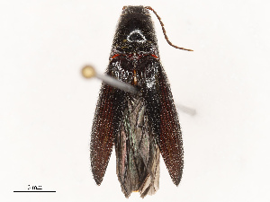  ( - CBG-B14793-E11)  @11 [ ] CreativeCommons - Attribution Share - Alike (2025) CBG Photography Group Centre for Biodiversity Genomics