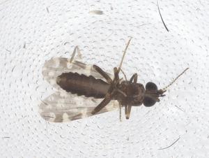  ( - CBG-B19112-D01)  @11 [ ] CreativeCommons - Attribution Share - Alike (2025) Centre for Biodiversity Genomics Centre for Biodiversity Genomics