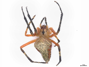  (Eriophora - BIOUG77732-H08)  @15 [ ] CreativeCommons - Attribution (2022) CBG Photography Group Centre for Biodiversity Genomics