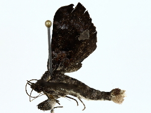  ( - BIOUG80724-A06)  @11 [ ] CreativeCommons - Attribution (2022) CBG Photography Group Centre for Biodiversity Genomics