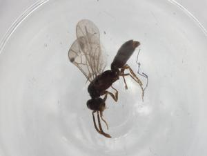  ( - BIOUG84999-E01)  @11 [ ] CreativeCommons - Attribution (2022) Centre for Biodiversity Genomics Centre for Biodiversity Genomics