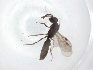  ( - BIOUG88007-E10)  @11 [ ] CreativeCommons - Attribution (2022) Centre for Biodiversity Genomics Centre for Biodiversity Genomics