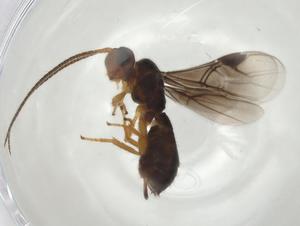  (Labania sp. AZR-2005 - CBG-A04161-C01)  @11 [ ] CreativeCommons - Attribution (2023) Centre for Biodiversity Genomics Centre for Biodiversity Genomics