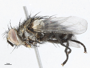  (Neomintho Malaise6584 - CBG-A04513-A04)  @11 [ ] CreativeCommons - Attribution (2023) CBG Photography Group Centre for Biodiversity Genomics