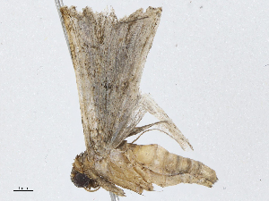  ( - CBG-A04447-B08)  @11 [ ] CreativeCommons - Attribution (2023) CBG Photography Group Centre for Biodiversity Genomics