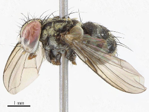  ( - CBG-A04449-A01)  @11 [ ] CreativeCommons - Attribution (2023) CBG Photography Group Centre for Biodiversity Genomics