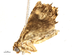  ( - CBG-A04545-C01)  @11 [ ] CreativeCommons - Attribution (2023) CBG Photography Group Centre for Biodiversity Genomics