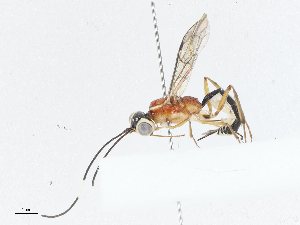  ( - CBG-A04595-F02)  @11 [ ] CreativeCommons - Attribution (2023) CBG Photography Group Centre for Biodiversity Genomics