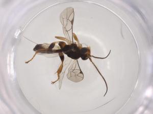  ( - CBG-A05121-A01)  @11 [ ] CreativeCommons - Attribution (2023) Centre for Biodiversity Genomics Centre for Biodiversity Genomics