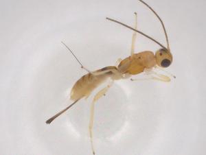  (Allorhogas Malaise4378 - CBG-A05121-C05)  @11 [ ] CreativeCommons - Attribution (2023) Centre for Biodiversity Genomics Centre for Biodiversity Genomics