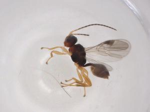  (Leiophron Malaise4819 - CBG-A05121-C10)  @11 [ ] CreativeCommons - Attribution (2023) Centre for Biodiversity Genomics Centre for Biodiversity Genomics