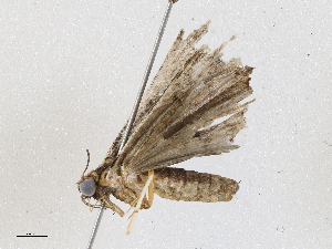  (Nicetas BioLep627 - CBG-A05398-B05)  @11 [ ] CreativeCommons - Attribution (2023) CBG Photography Group Centre for Biodiversity Genomics