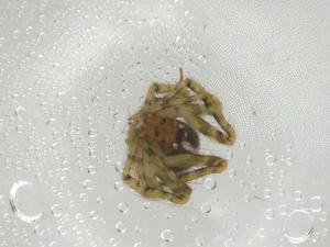  ( - CBG-A05511-E02)  @11 [ ] CreativeCommons - Attribution (2023) Centre for Biodiversity Genomics Centre for Biodiversity Genomics