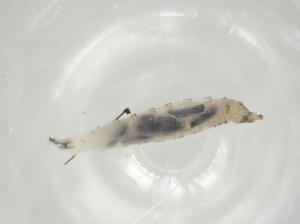  ( - CBG-A05796-H10)  @11 [ ] CreativeCommons - Attribution (2023) Centre for Biodiversity Genomics Centre for Biodiversity Genomics