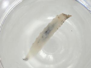  ( - CBG-A05796-H11)  @11 [ ] CreativeCommons - Attribution (2023) Centre for Biodiversity Genomics Centre for Biodiversity Genomics