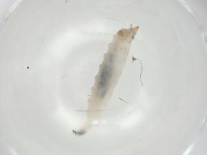  ( - CBG-A06642-B02)  @11 [ ] CreativeCommons - Attribution (2023) Centre for Biodiversity Genomics Centre for Biodiversity Genomics