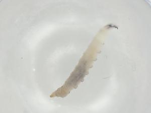  ( - CBG-A06642-B03)  @11 [ ] CreativeCommons - Attribution (2023) Centre for Biodiversity Genomics Centre for Biodiversity Genomics