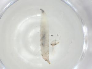  ( - CBG-A06642-B04)  @11 [ ] CreativeCommons - Attribution (2023) Centre for Biodiversity Genomics Centre for Biodiversity Genomics