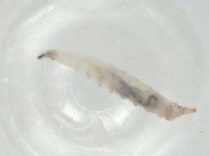  ( - CBG-A06642-B05)  @11 [ ] CreativeCommons - Attribution (2023) Centre for Biodiversity Genomics Centre for Biodiversity Genomics